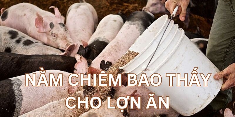 Mơ thấy cho heo ăn là dấu hiệu của sự sung túc